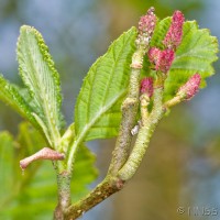 Red Alder